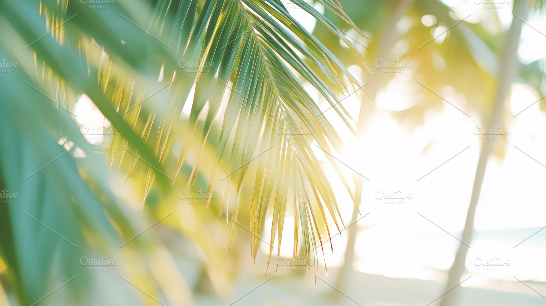 Beautiful blurred background with pa, a Photo by Dvoevnore photos