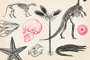 Vintage Prehistoric Skeletons, an Illustration by Retro Machine (Thumbnail 2 of 5)