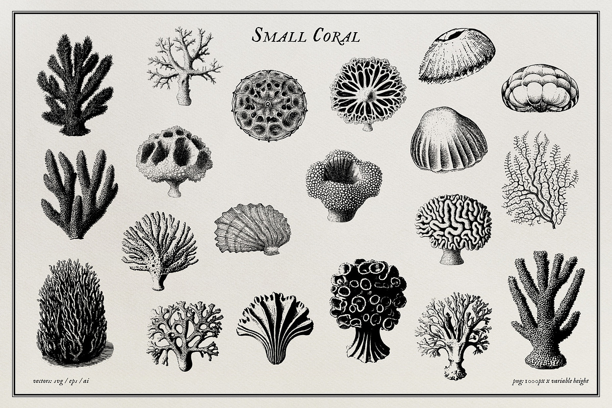 Aquatic Natural History Collection, an Object Graphic by Blixa 6 Studios (Photo 15 of 24)