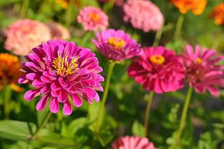 Poppy flowers containing poppy, red, and flowers preview 6