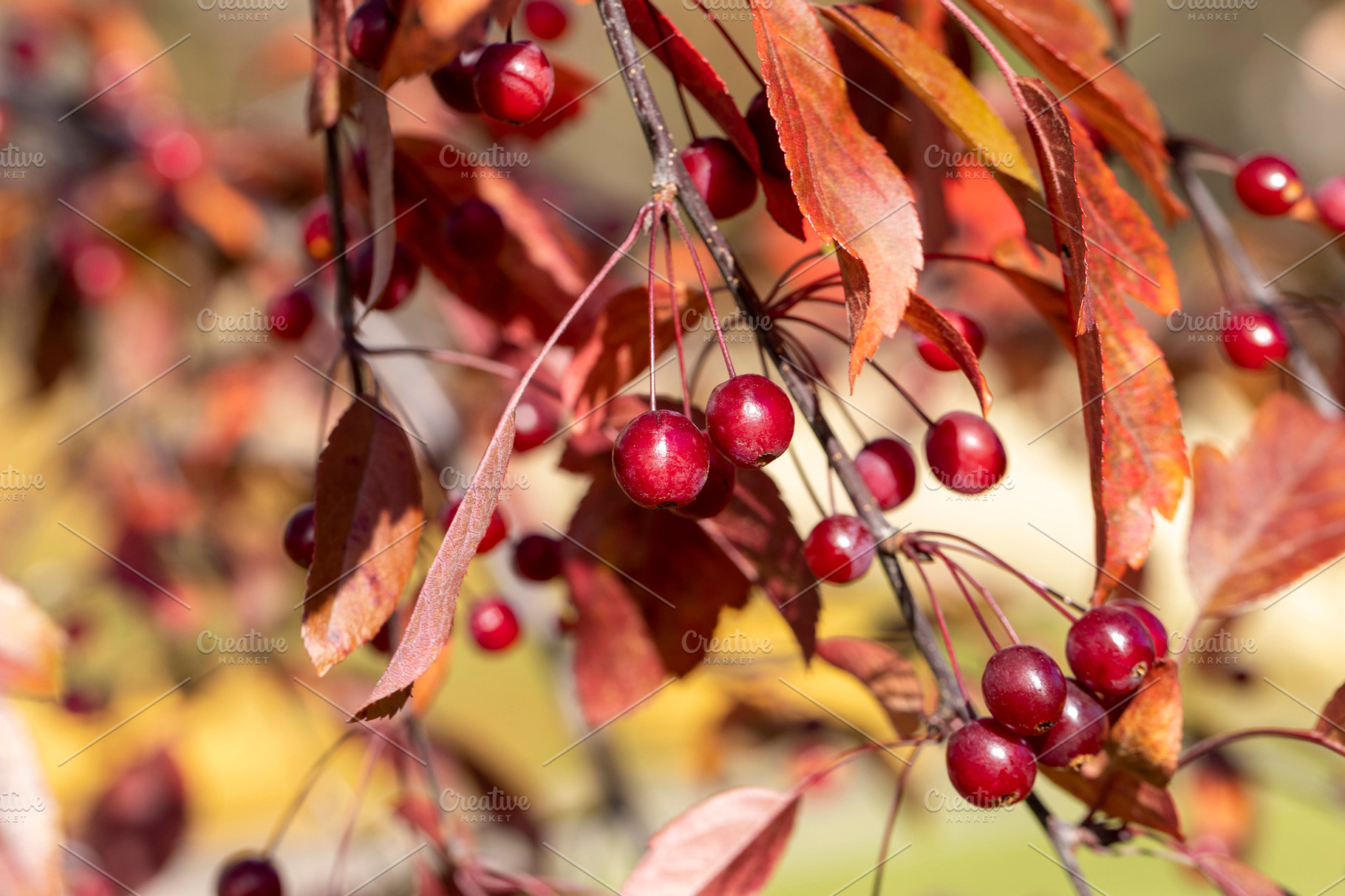 Red round berries on a tree in autumn, a Photo by MyPhotos