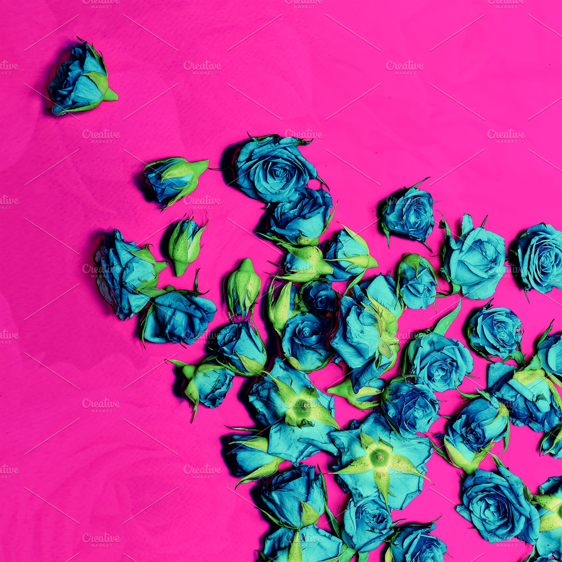 Blue Roses on a crimson background, a Beauty & Fashion Photo by Jenya Porechenskaya