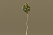 The California Fan Palm Tree, a Plants & Tree 3D Model by FuturePastCreatives (Thumbnail 3 of 8)