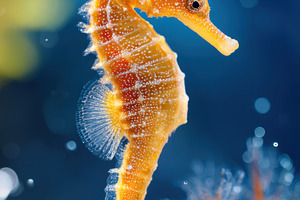 Vibrant seahorse in clear blue water, an Animal Photo by AlyaAnd