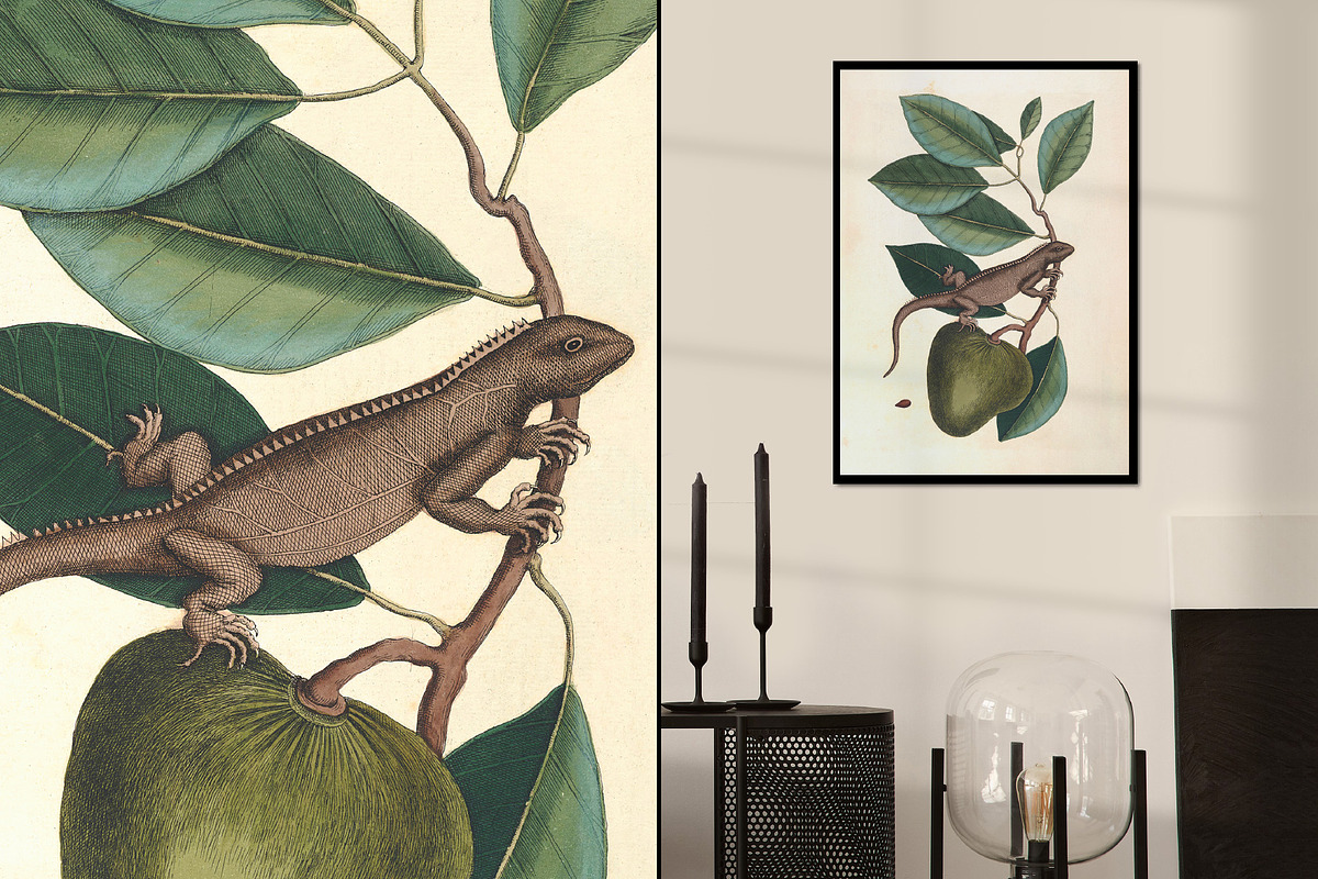 Vintage Natural History Printable Art
