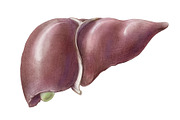 Vintage Human Organs Hand Drawn Set, a Healthcare Illustration by Anna Repp Illustration (Thumbnail 5 of 14)