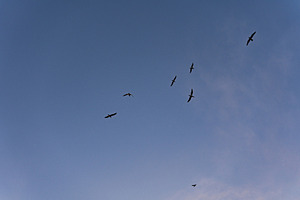 Flying seagulls in the evening sky, an Architecture Photo by Anna Bogush
