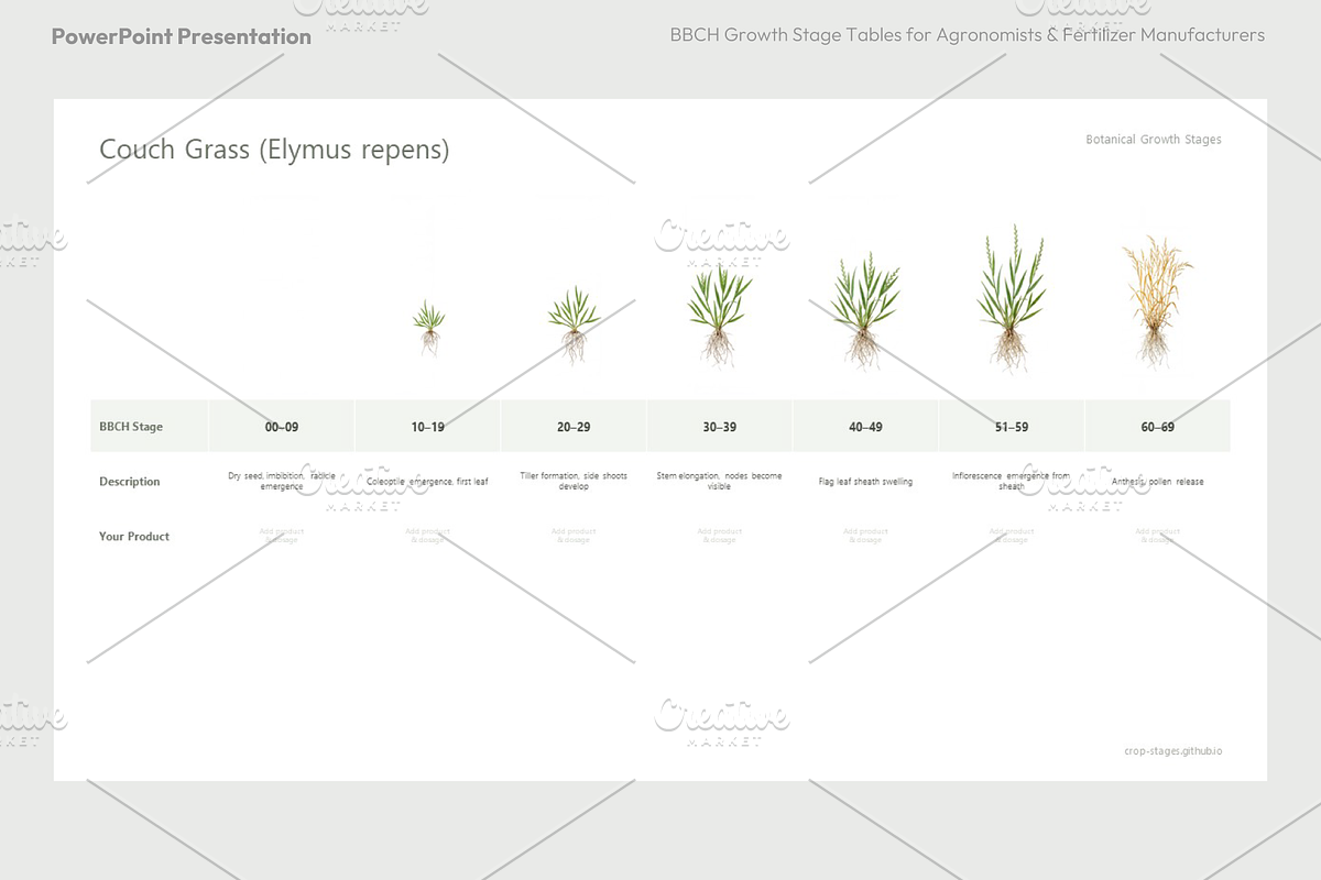 BBCH Growth Stages, Leafy & Herbs, a Presentation Template by Ilia Design (Photo 9 of 9)