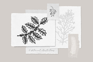 Winter Plants For Christmas Designs