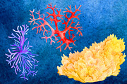 Watercolor kit - Under the Sea, an Animal Illustration by Elegantia (Thumbnail 5 of 12)