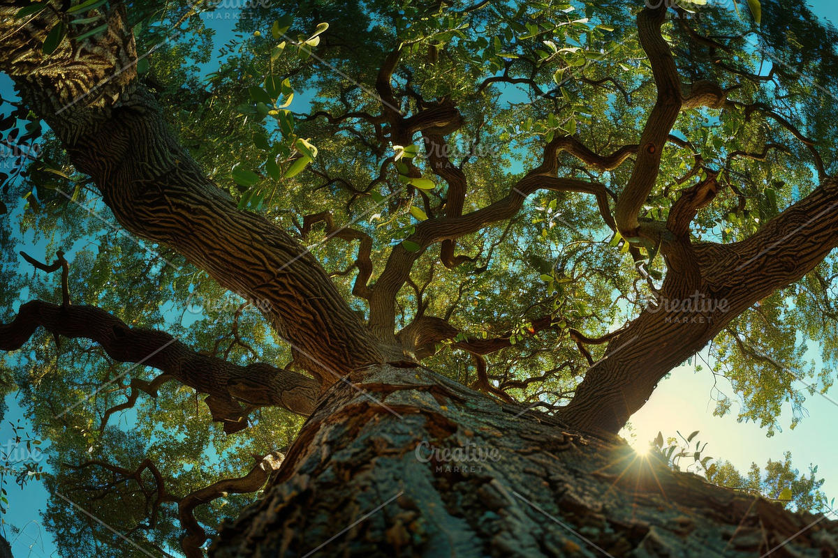98 Trees view from below, a Nature Photo by Handmadefont (Photo 51 of 98)