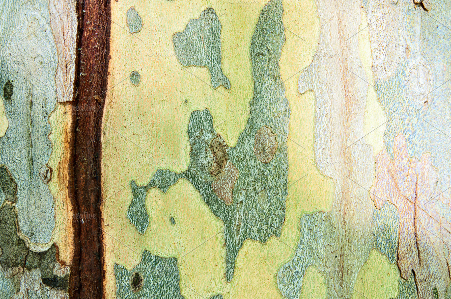 Abstract Background Bark