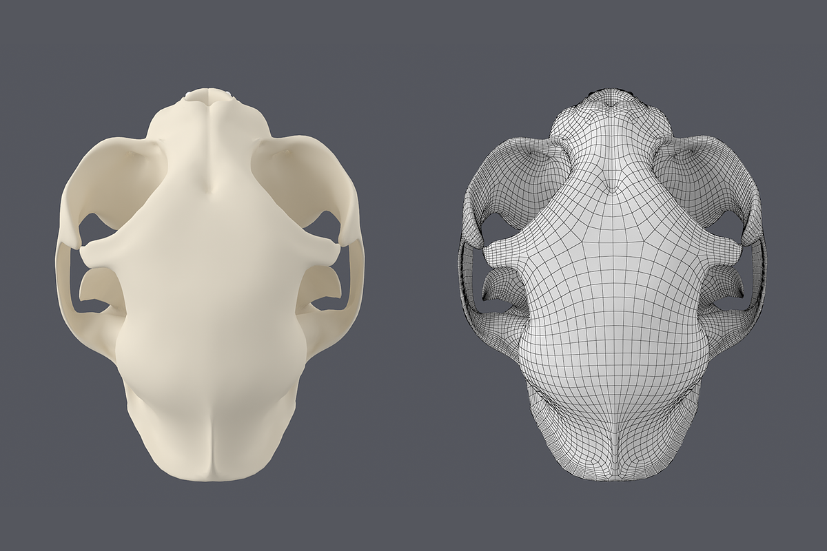 Cat Skull Base Mesh, an Animal 3D Model by VK Studio (Photo 3 of 8)