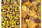 Fall backgrounds featuring colorful, color, and design, a Nature Photo by Fruits+Veggies (Thumbnail 4 of 5)