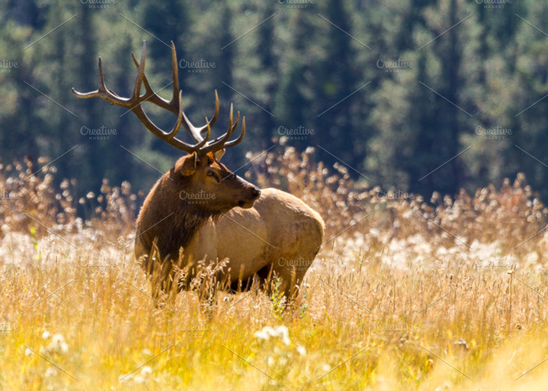 Fall in the colorado high country containing colorado, rocky mountain, an Animal Photo by RodeoPixels WesternImage