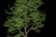 pack Nature, an Object Graphic by FlyOk (Thumbnail 6 of 9)