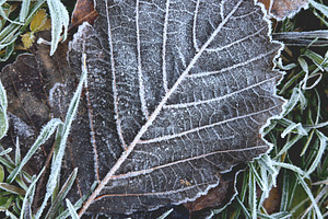 A close-up of a frosted leaf resting on grass, showcasing intricate frost patte, a Nature Photo by Textures & Backgrounds