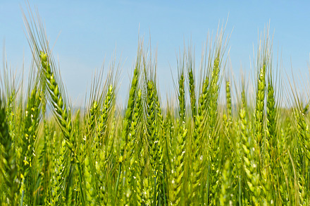 Young green wheat growing in an agricultural field, symbolizing