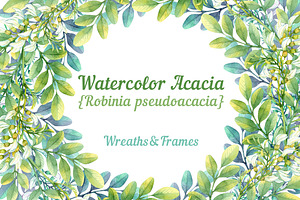 Watercolor acacia