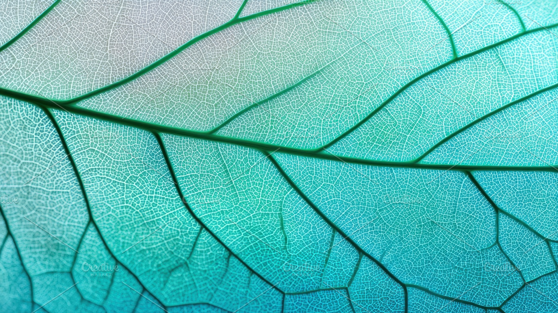 Leaf structure reveals details, a Photo by Beautiful things