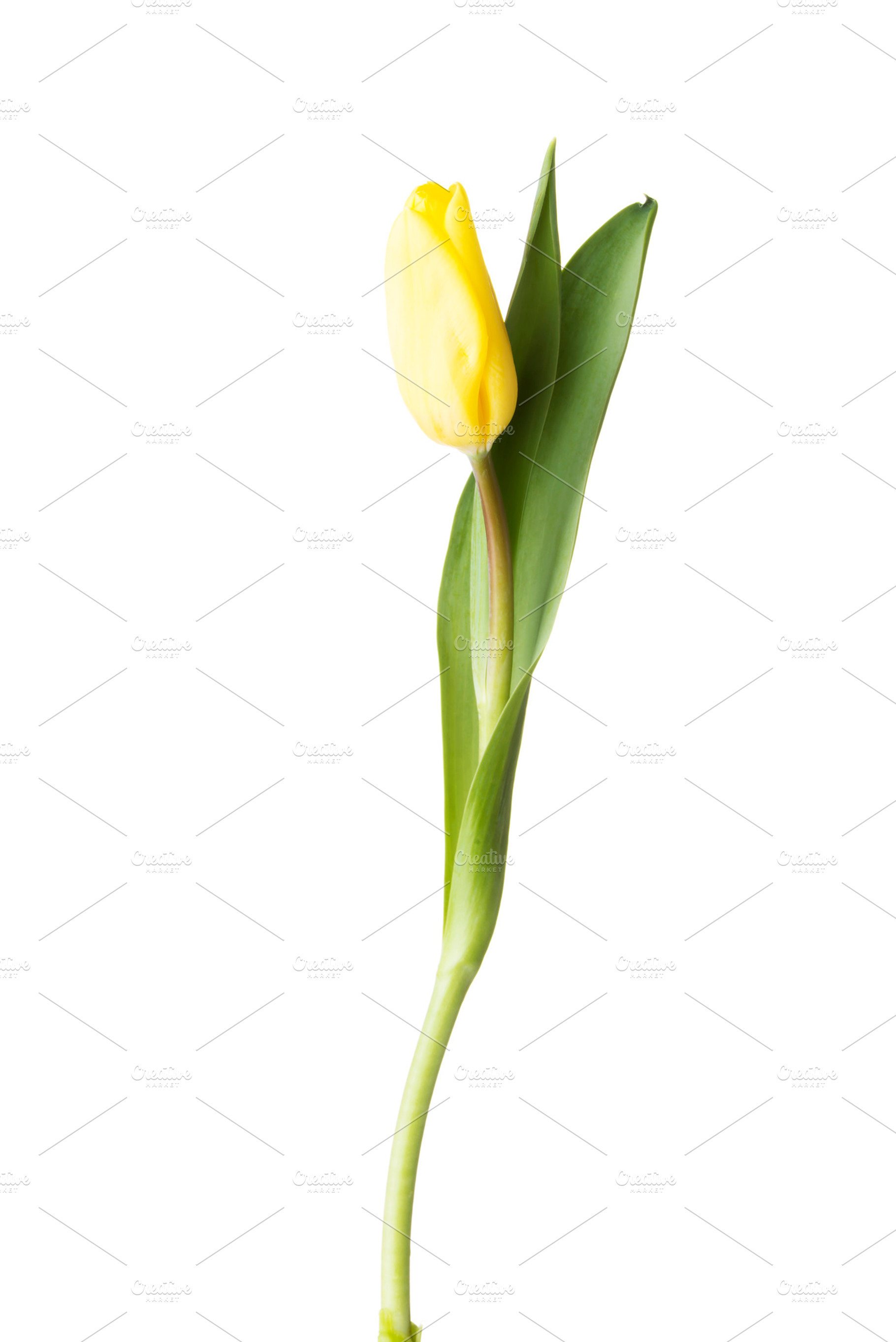 One separated tulip flower stock photo containing flower and tulip, a Nature Photo by PhotoMediaGroup