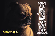 Shandala Brush Typeface, a Script Font by MoonfishStudio (Thumbnail 3 of 3)
