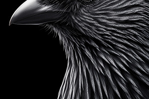 Close up profile of a black crow, an Animal Photo by MistyDay