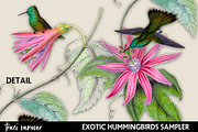 Exotic Hummingbirds Clipart Set, an Illustration by ephemoire (Thumbnail 4 of 4)