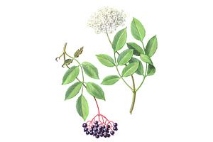Elder Plant Botanical Illustration, an Illustration by Anna Repp Illustration