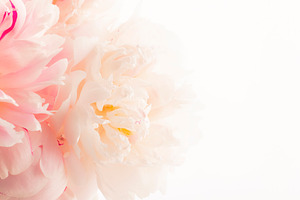 Gorgeous delicate pink peonies, blooming tender natural backgrou