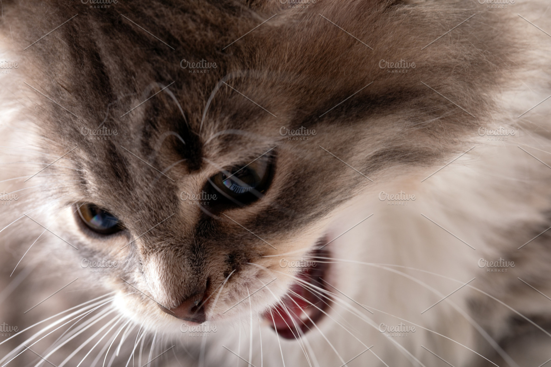 Detailed close-up of a long-haired cat with open mouth, showing expressive eyes, an Animal Photo by Ales Munt