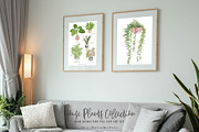 House Plants Collection Set II, a Graphic by SmallHouseBigPony (Thumbnail 3 of 21)