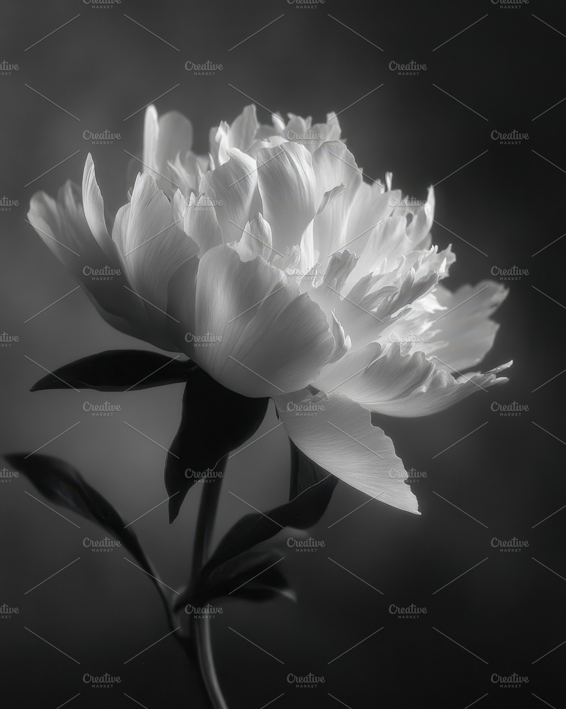 Elegant white peony in black and white, a Nature Photo by AlyaAnd