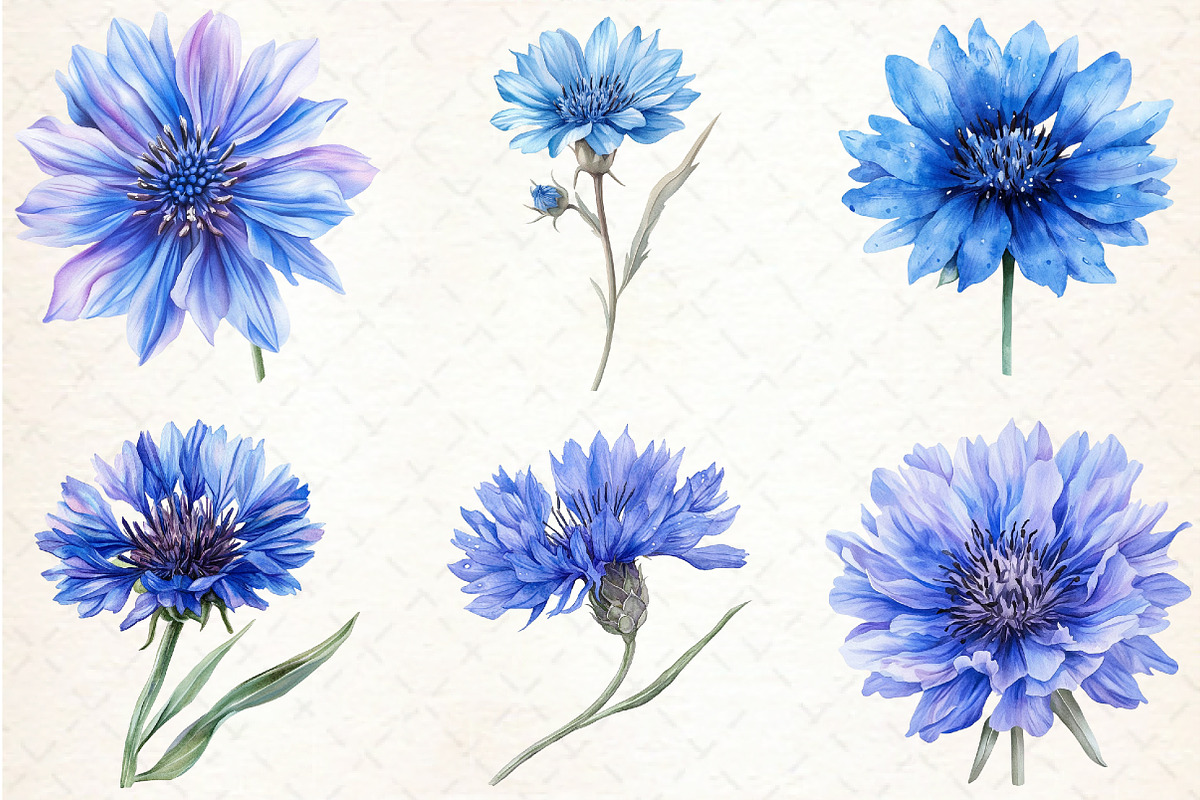 Blue Watercolor Cornflower Clipart, an Illustration by Libby Wishes (Photo 3 of 5)
