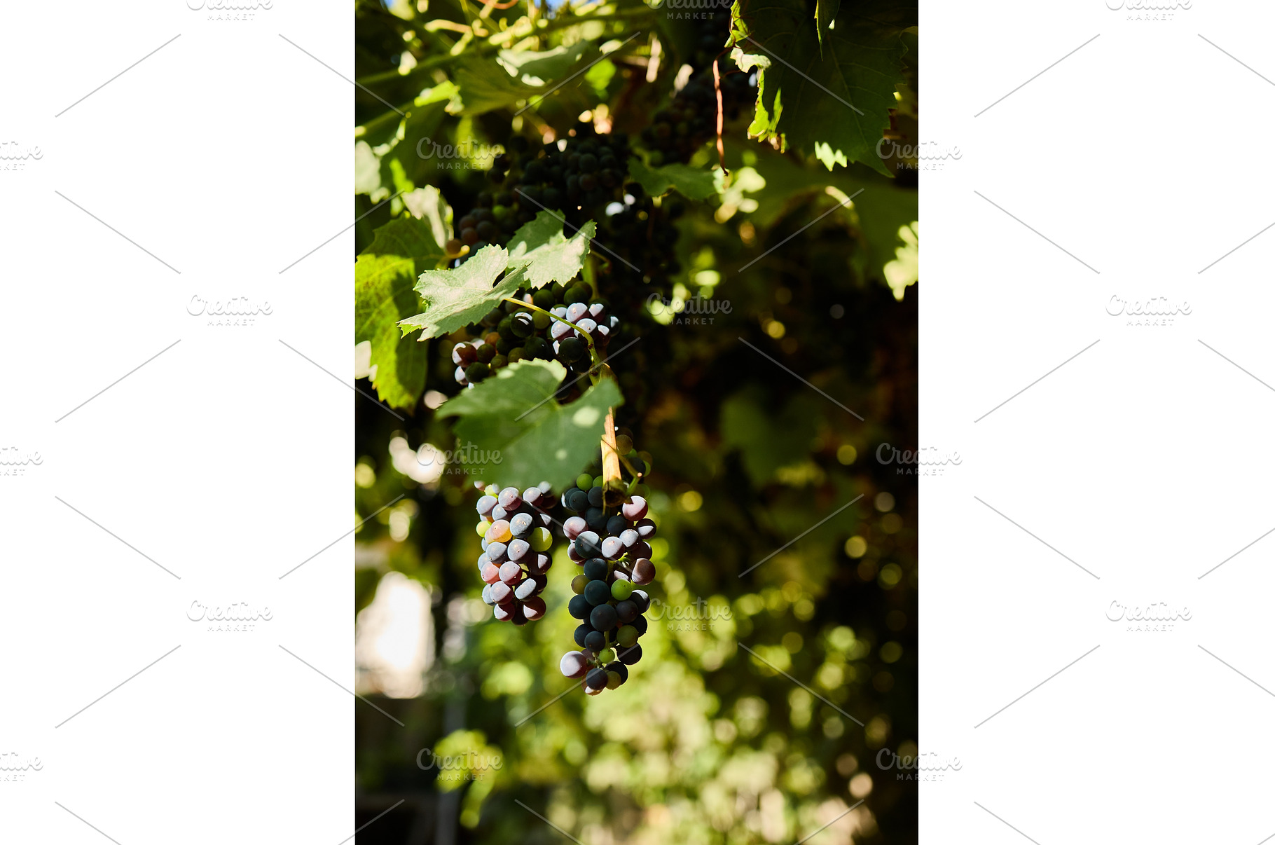Clusters of ripe grapes hang in a, a Nature Photo by IlliaBondarPhotography