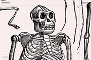 Skeletons & Bones, an Animal Illustration by Nomad Visuals (Thumbnail 5 of 15)