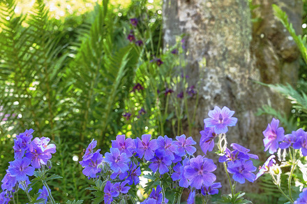 Meadwo Geranium - Johnson¬¥s Blue, a Photo by Peopleimages.com