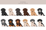 Scoodle, Scottiepoo dog mix, an Animal Illustration by pet design shop (Thumbnail 4 of 6)