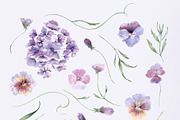Charming purple pansies, hydrangea, an Illustration by astelenadesign (Thumbnail 3 of 12)