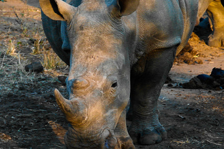 Portrait of white rhinos in the Mkhaya Game Reserve , Siphofaneni, Eswatini for, an Animal Photo by Wild, Wild World