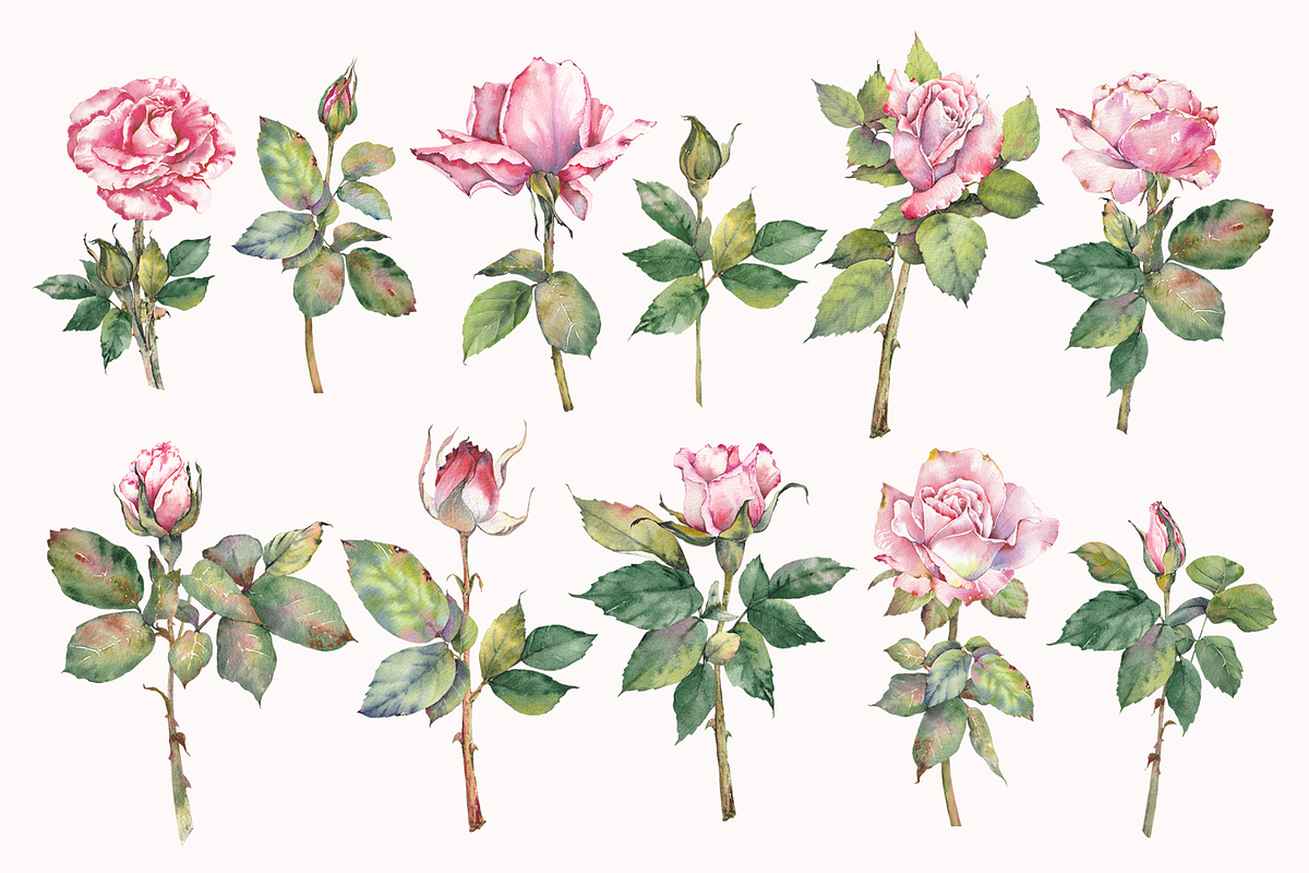 Watercolor Garden Rose Clipart, a Decorative Illustration by Jeanna Draw (Photo 9 of 11)