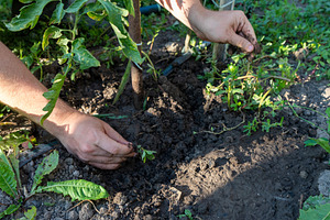 Hand Weeding in Garden Soil, a Nature Photo by Ales Munt