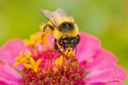 Bumblebee on a flower macro. Bumbleb, an Animal Photo by AlexBush