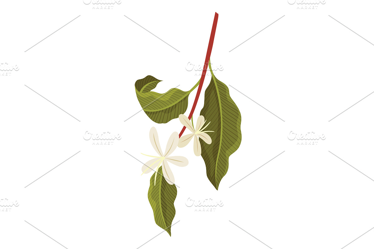 Branch of Coffee Plant with flowers, an Object Illustration by the8monkey
