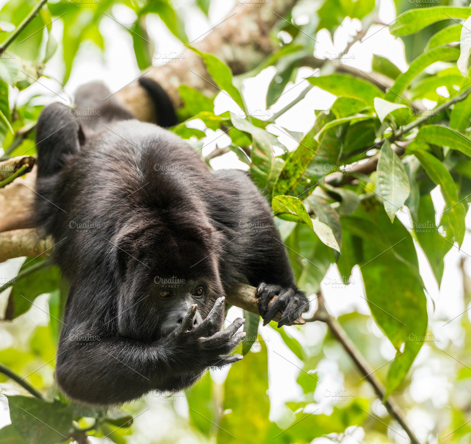 Black Howler Monkey Swinging From Trees, an Animal Photo by THP Creative