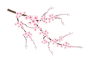 Vector Cherry Blossom Flower