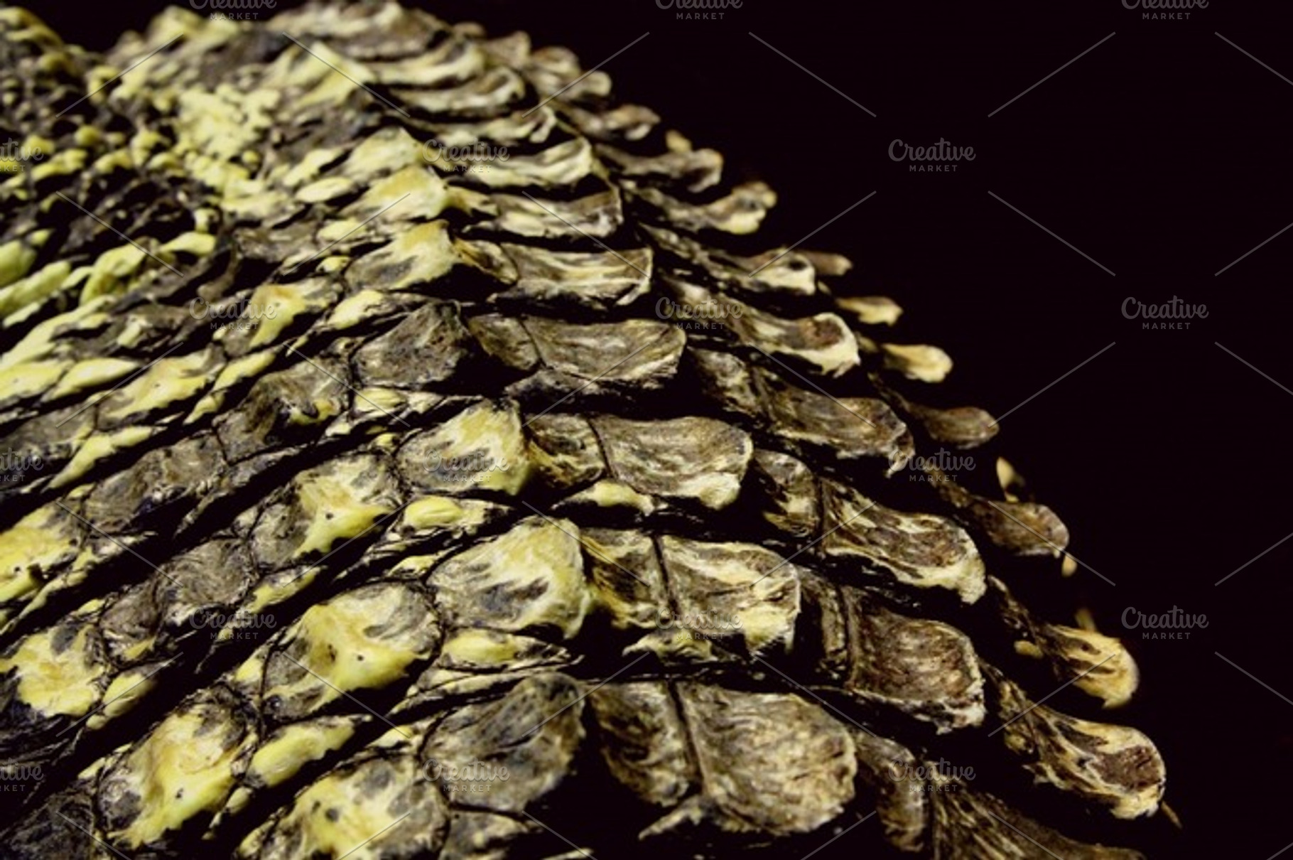 Reptilian
