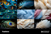 Feathers. 54 images, an Animal Illustration by Handmadefont (Thumbnail 10 of 12)