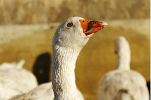 Graceful goose gazing curiously in, an Animal Photo by darksoul72