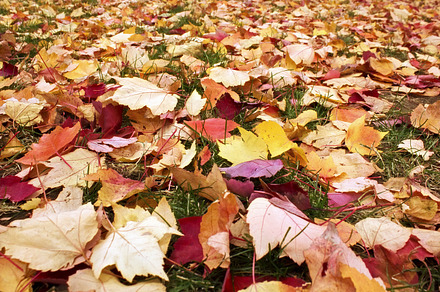 Deciduous Tree preview 6